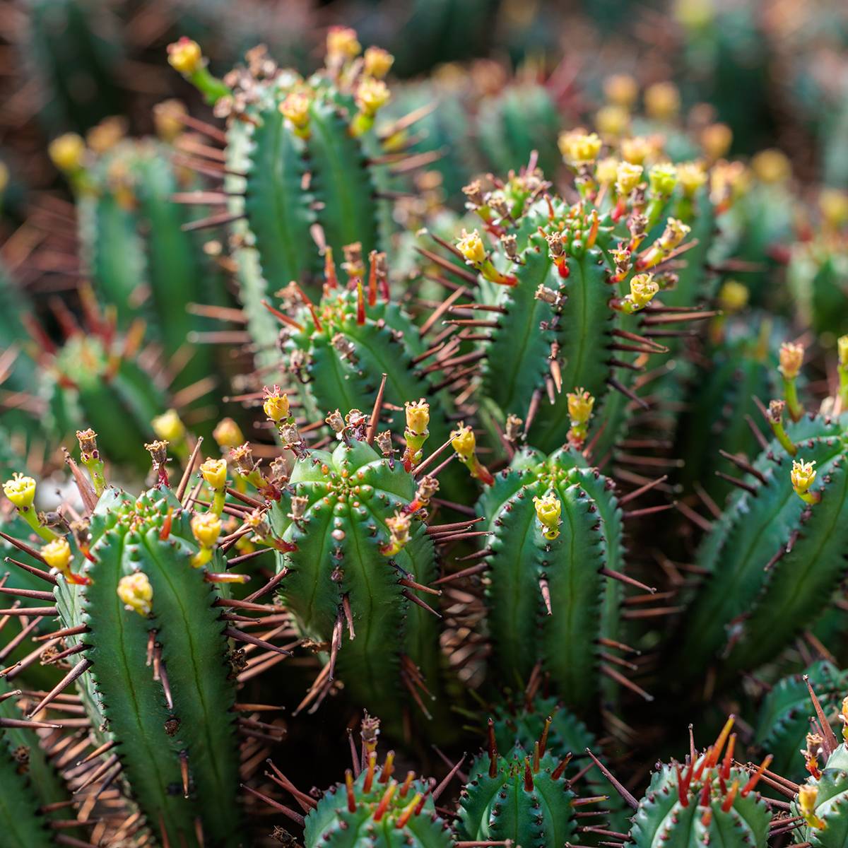 Promesse de Fleurs - Euphorbia enopla - Euphorbe cactus Mini-plante