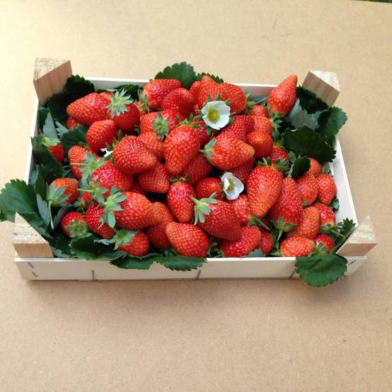 Promesse de Fleurs - Fraisier Mariguette (remontant) en plants Godet de 7/8 cm