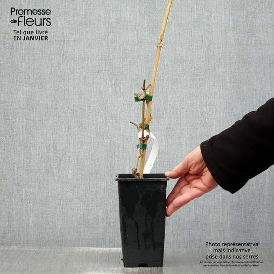 Kiwi autofertile Herma - Actinidia chinensis Pot de 1,5L/2L - Image 1