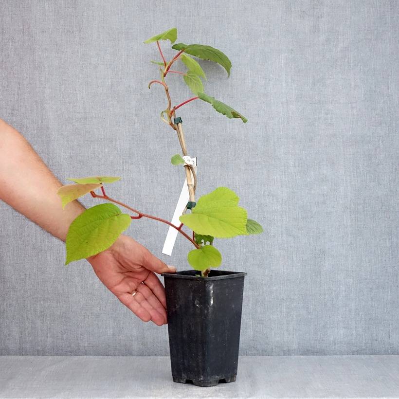 Kiwi autofertile Herma - Actinidia chinensis Pot de 1,5L/2L - Image 3