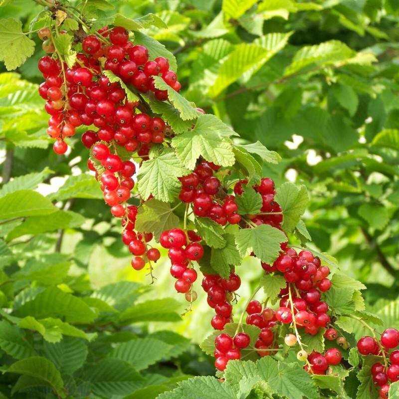 Groseillier à grappes Junifer - Bon rendement - Pot de 3L - 30/60 cm - De 1,00 m à 1,50 m - Image 1