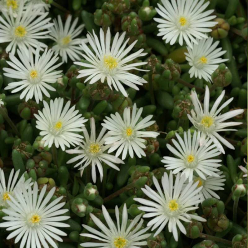 Delosperma Graaf Reinet, Pourpier vivace à fleurs Blanche/ - feuillage Persistant - Godet - 5/20 cm - Image 1