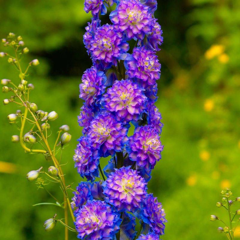 3 Pieds d'Alouette 'Bolero' (Delphinium) - Lot de 3 vivaces - Pépinières Naudet - Image 1