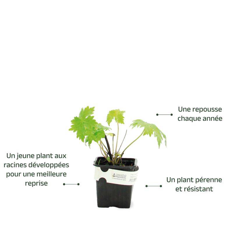 3 Pieds d'Alouette 'Bolero' (Delphinium) - Lot de 3 vivaces - Pépinières Naudet - Image 3