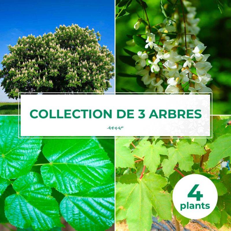 Collection 4 Arbres - Godet - Taille 20/40cm - Pépinières Naudet - Image 1