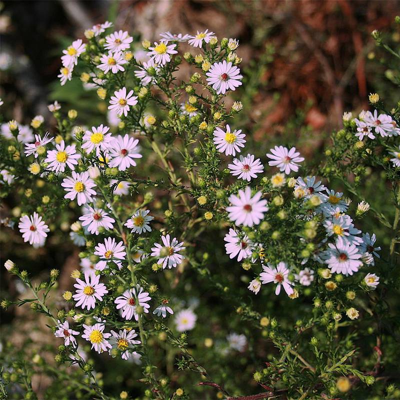 Promesse de Fleurs - Aster ericoïdes Pink Cloud Pot de 2L/3L