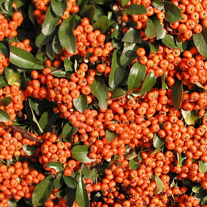 Buisson ardent Saphyr® Orange 'Cadange', Pyracantha à fleurs Blanche - feuillage Persistant - Godet - 5/20 cm-  hauteur à maturité De 1,50 m à 2,00 m - Image 1