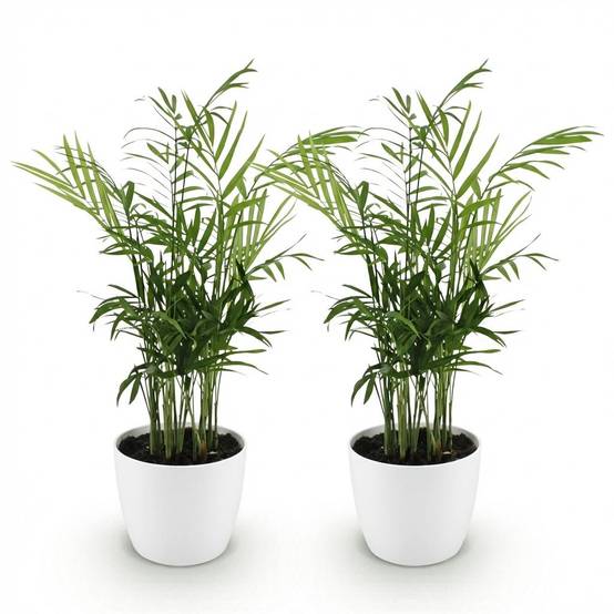 La Green Touch - Chamaedorea Elegans - H40cm - Image 3