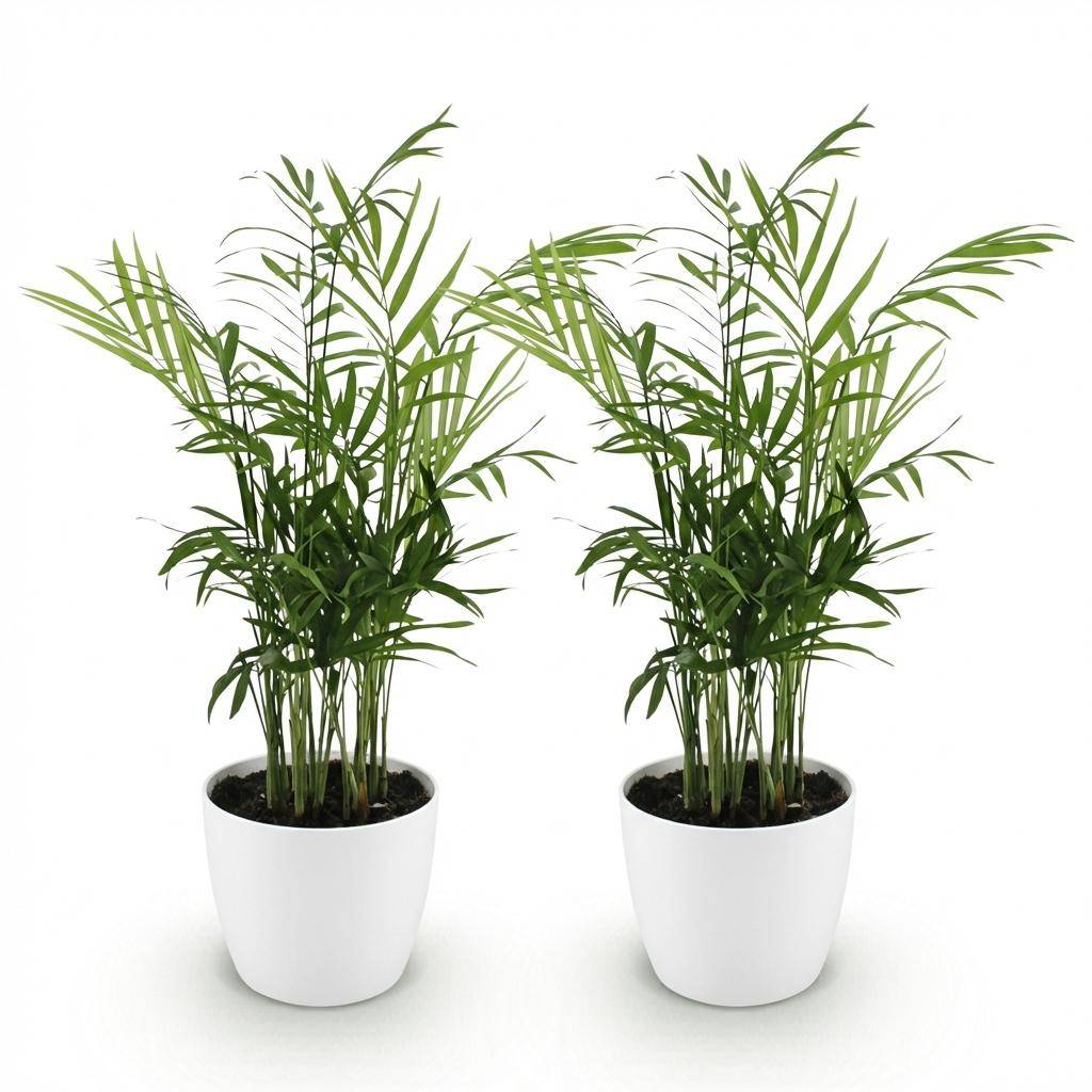 La Green Touch - Chamaedorea Elegans - H40cm - Image 3