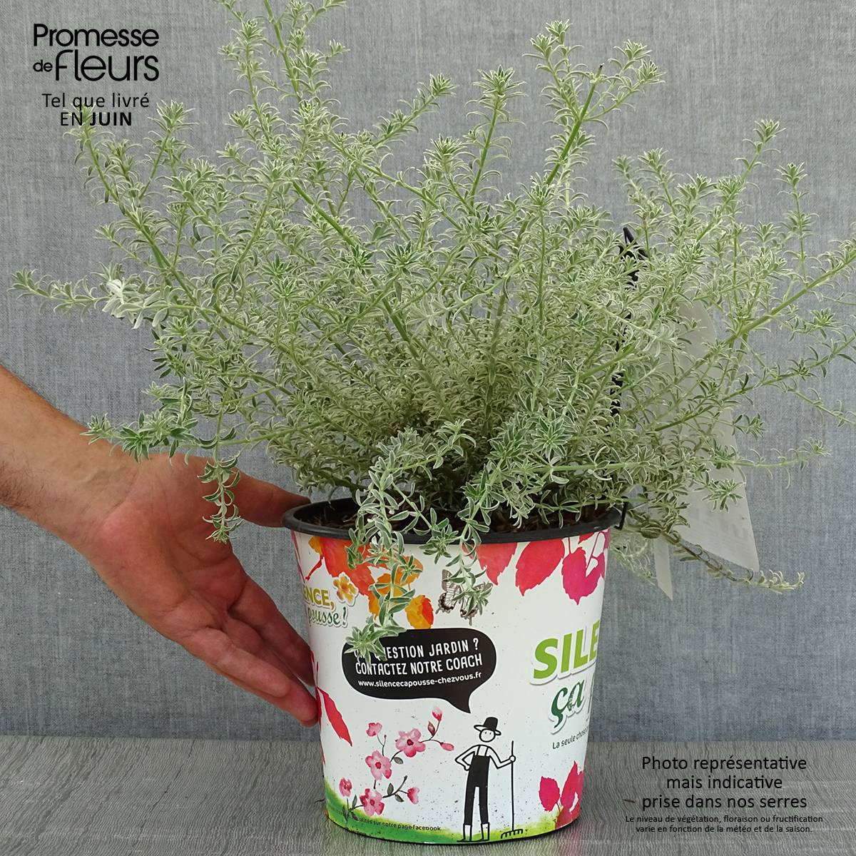 Promesse de Fleurs - Westringia fruticosa Smookie - Romarin d'Australie Pot de 3L/4L - Image 2