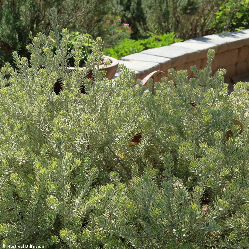 Promesse de Fleurs - Westringia fruticosa Smookie - Romarin d'Australie Pot de 3L/4L - Image 1