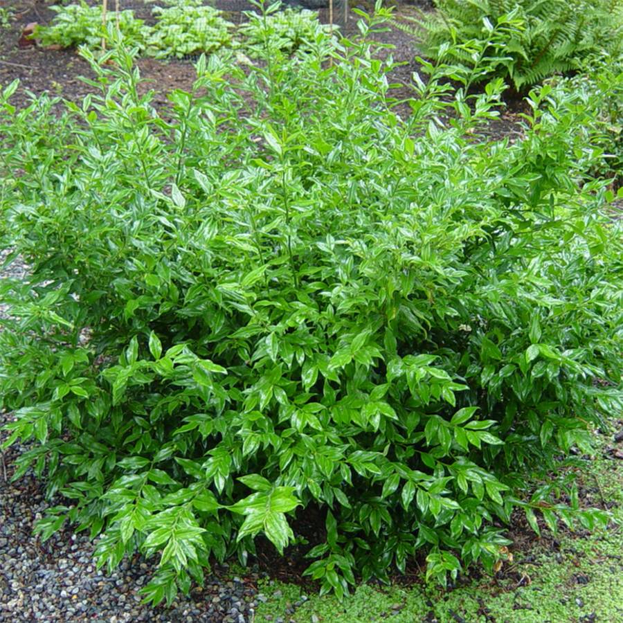 Sarcococca ruscifolia - Sarcocoque à feuilles de Ruscus Pot de 2L/3L - Image 1