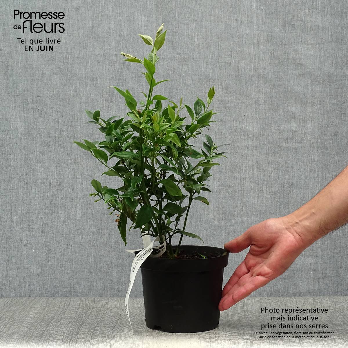 Sarcococca ruscifolia - Sarcocoque à feuilles de Ruscus Pot de 2L/3L - Image 2