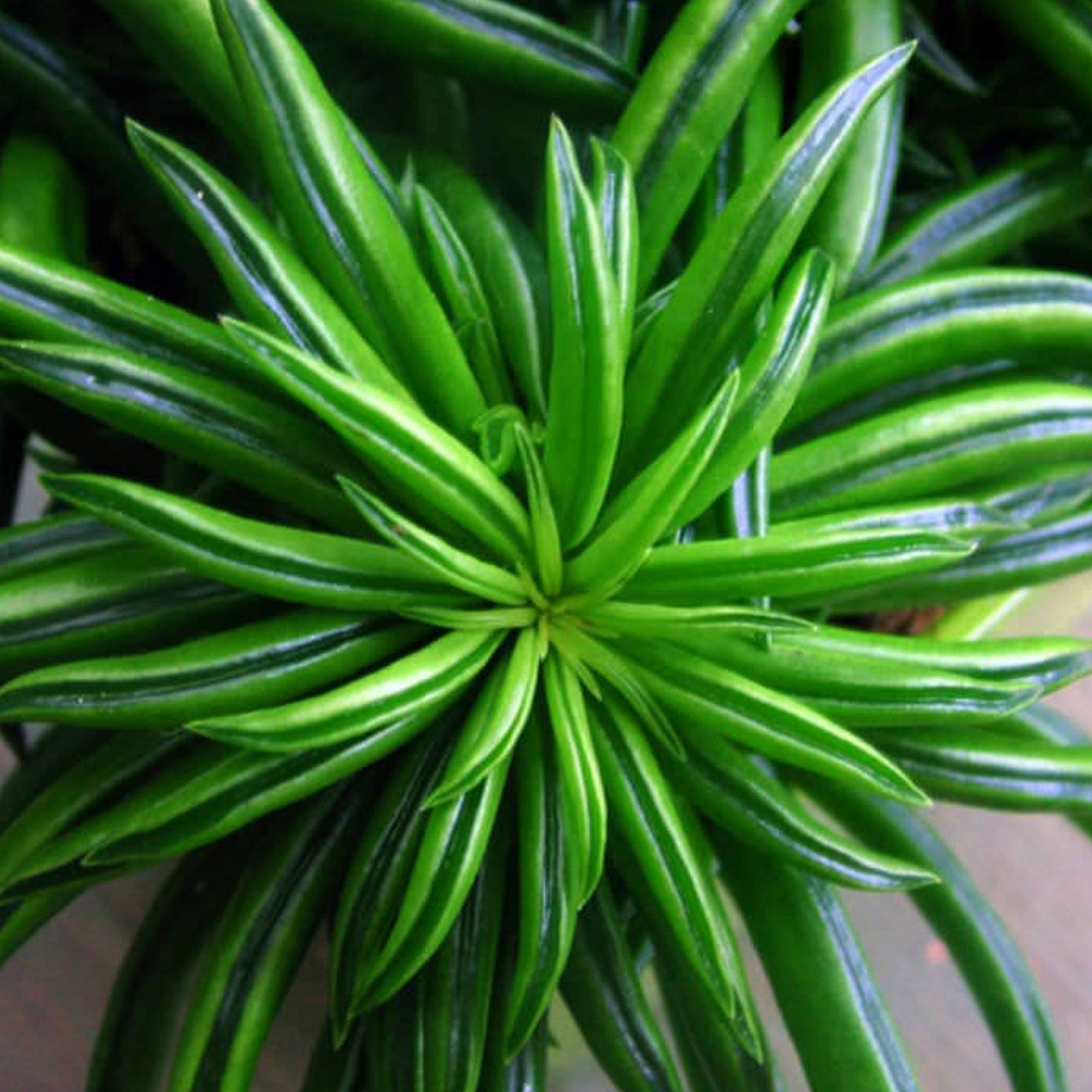 Gardenersdream - Peperomia Haricot Happy Bean Plante D'Intérieur Pour La Maison Ou Le Bureau (15-25 Cm Avec Pot) - GardenersDream - Image 2
