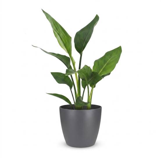 Strelitzia Reginea - Oiseau de paradis - Pot de 12cm - 1 plante - Gris - Plantes d'intérieur - Image 2