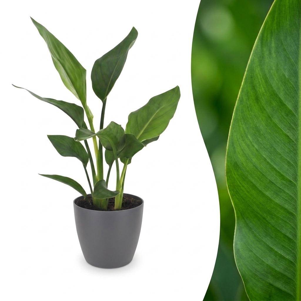 Strelitzia Reginea - Oiseau de paradis - Pot de 12cm - 1 plante - Gris - Plantes d'intérieur - Image 1