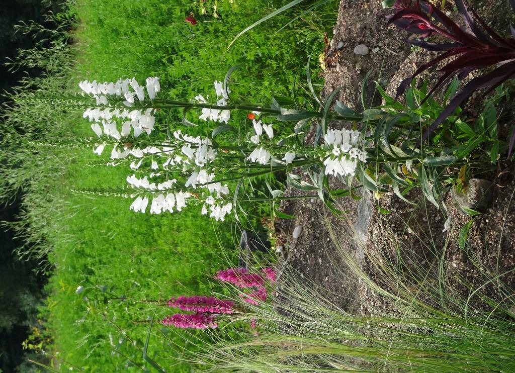 Physostegia virginiana Summer Snow - Cataleptique blanche Godet de 7/8 cm