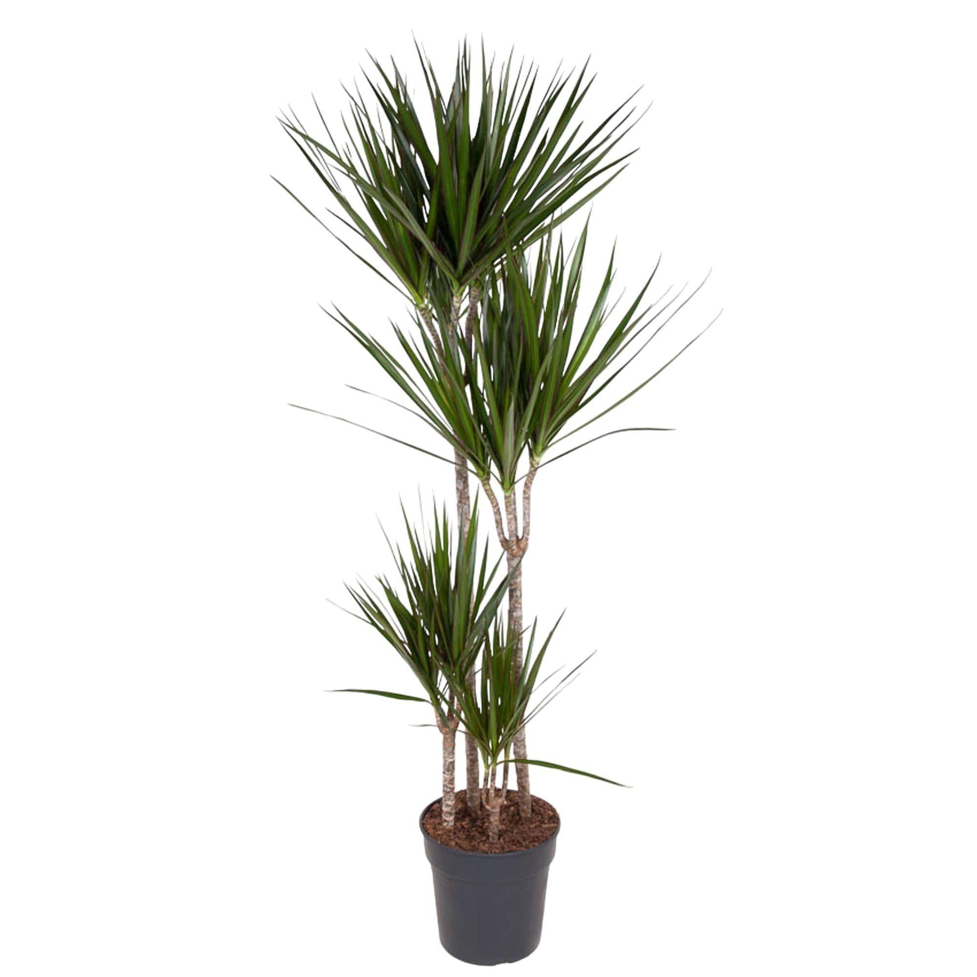 Dracaena Marginata - D27 H160cm