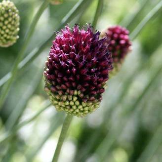 Ail d'ornement - Allium sphaerocephalon Godet de 8/9 cm calibre 6+