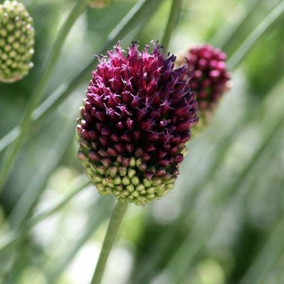 Ail d'ornement - Allium sphaerocephalon Godet de 8/9 cm calibre 6+