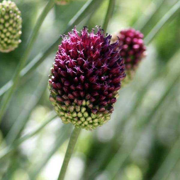 Ail d'ornement - Allium sphaerocephalon Godet de 8/9 cm calibre 6+