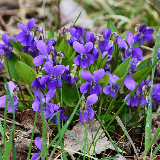 Violette odorante - Viola odorata Godet de 8/9 cm