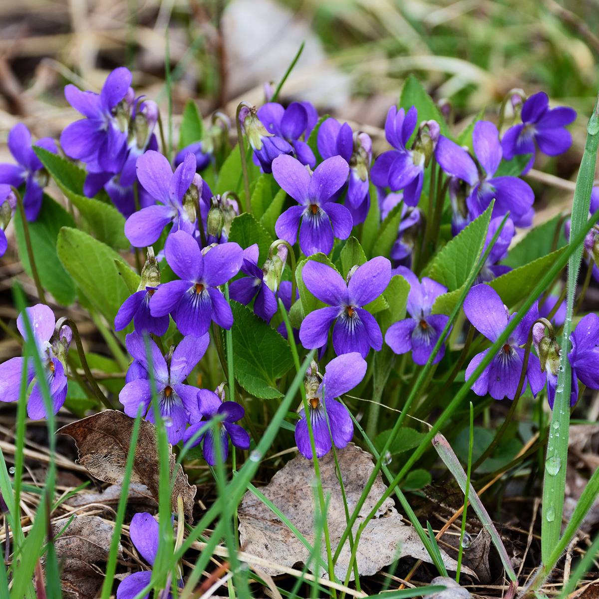 Violette odorante - Viola odorata Godet de 8/9 cm