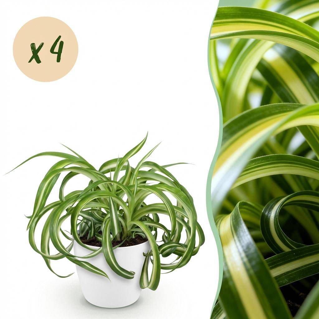 Chlorophytum comosum Bonnie - Pet-friendly - Pot de 12cm - Hauteur 20cm - 4 plantes - Blanc - Plantes d'intérieur - Image 1