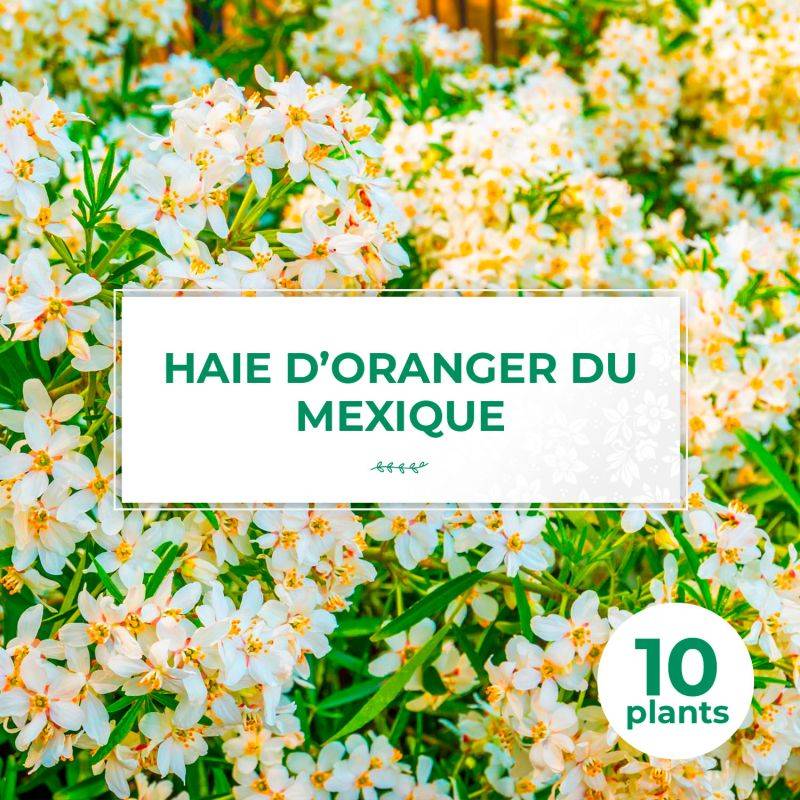 10 Oranger Du Mexique (Choisya Ternata) - Haie de Oranger du mexique - - Pépinières Naudet - Image 1
