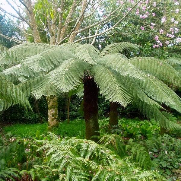 Promesse de Fleurs - Fougère arborescente - Dicksonia antarctica Pot de 2L/3L