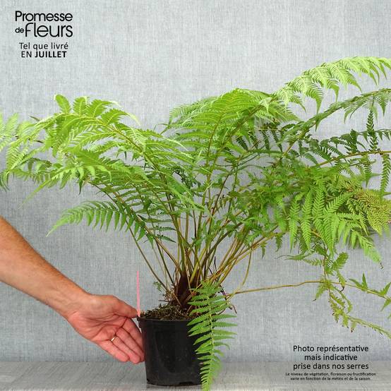 Fougère arborescente - Dicksonia antarctica Pot de 2L/3L - Image 2