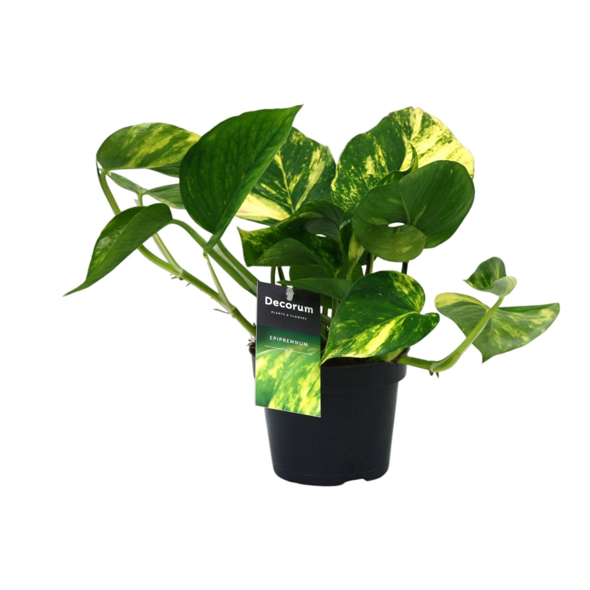 Scindapsus Aureum 25cm - Plante d'intérieur- La Green Touch - Image 2
