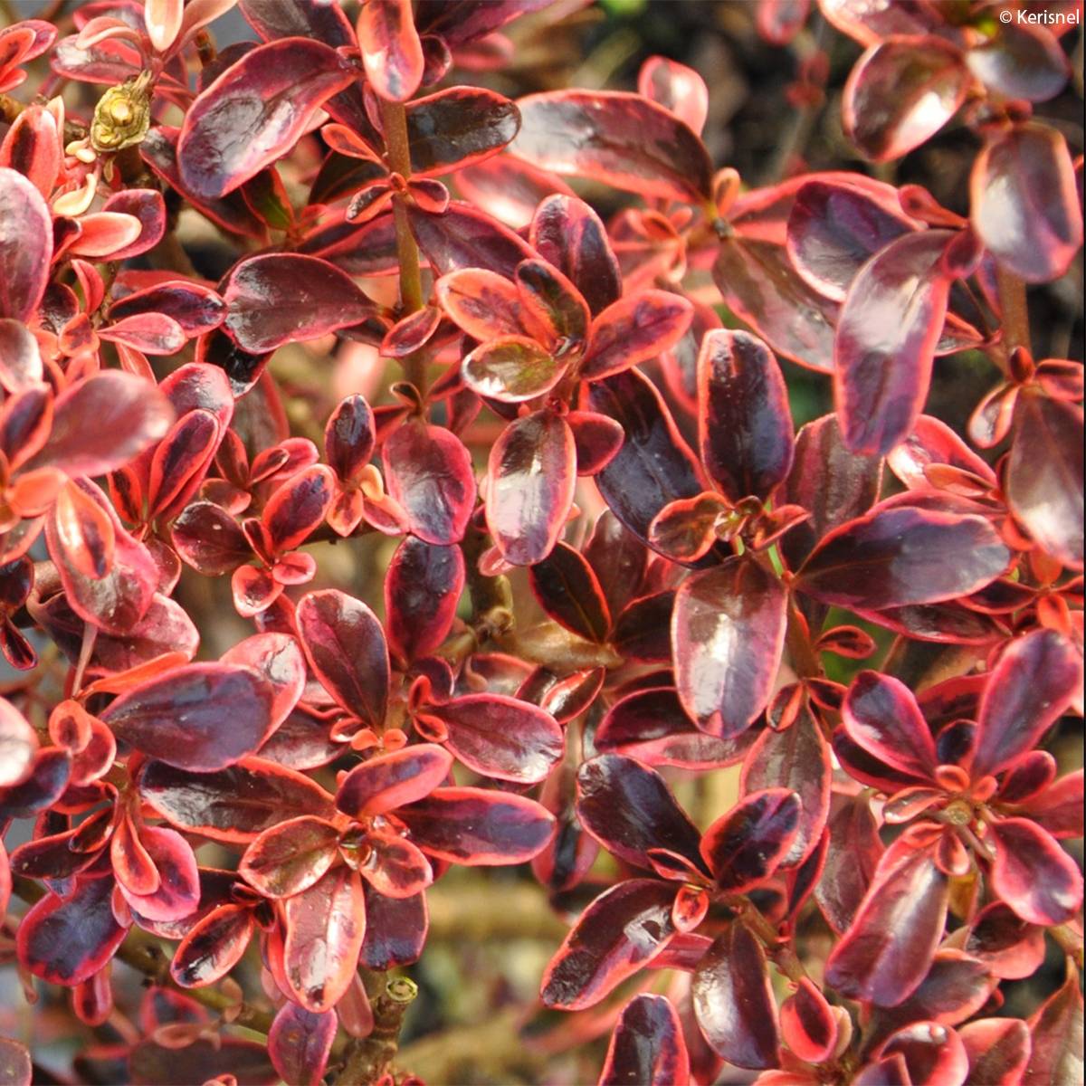 Coprosma (x) repens Fire Burst Godet de 8/9 cm