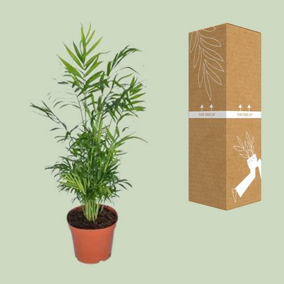 Chamaedorea Elegans - Palmier de montagne mexicain - Ø17cm - ↕55cm - Ø17cm - ↕55cm - Plantes d'intérieur - Image 3