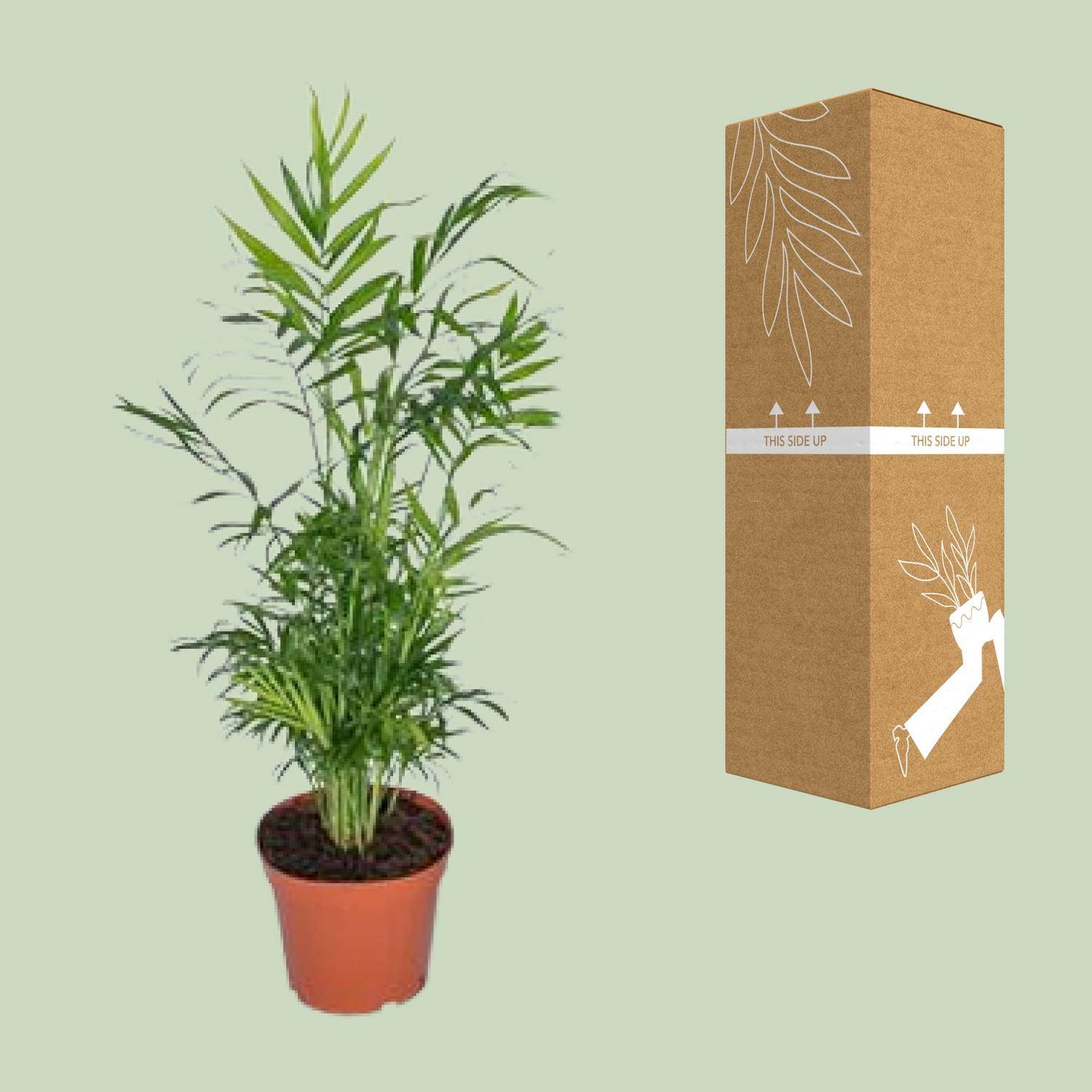 Chamaedorea Elegans - Palmier de montagne mexicain - Ø17cm - ↕55cm - Ø17cm - ↕55cm - Plantes d'intérieur - Image 3