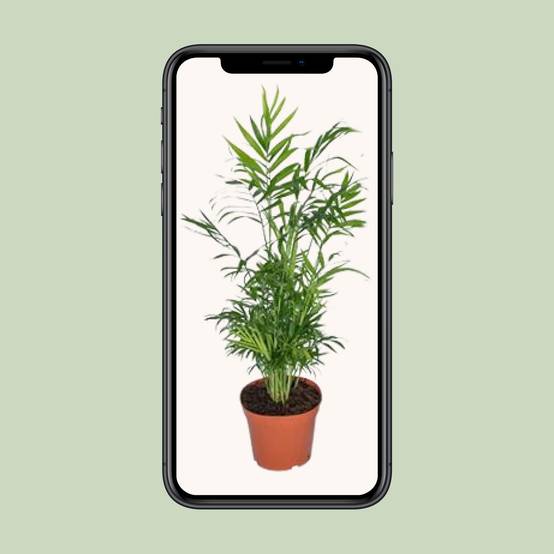 Chamaedorea Elegans - Palmier de montagne mexicain - Ø17cm - ↕55cm - Ø17cm - ↕55cm - Plantes d'intérieur - Image 4