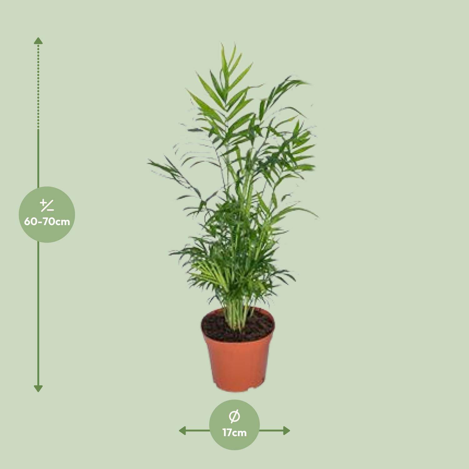 Chamaedorea Elegans - Palmier de montagne mexicain - Ø17cm - ↕55cm - Ø17cm - ↕55cm - Plantes d'intérieur - Image 2