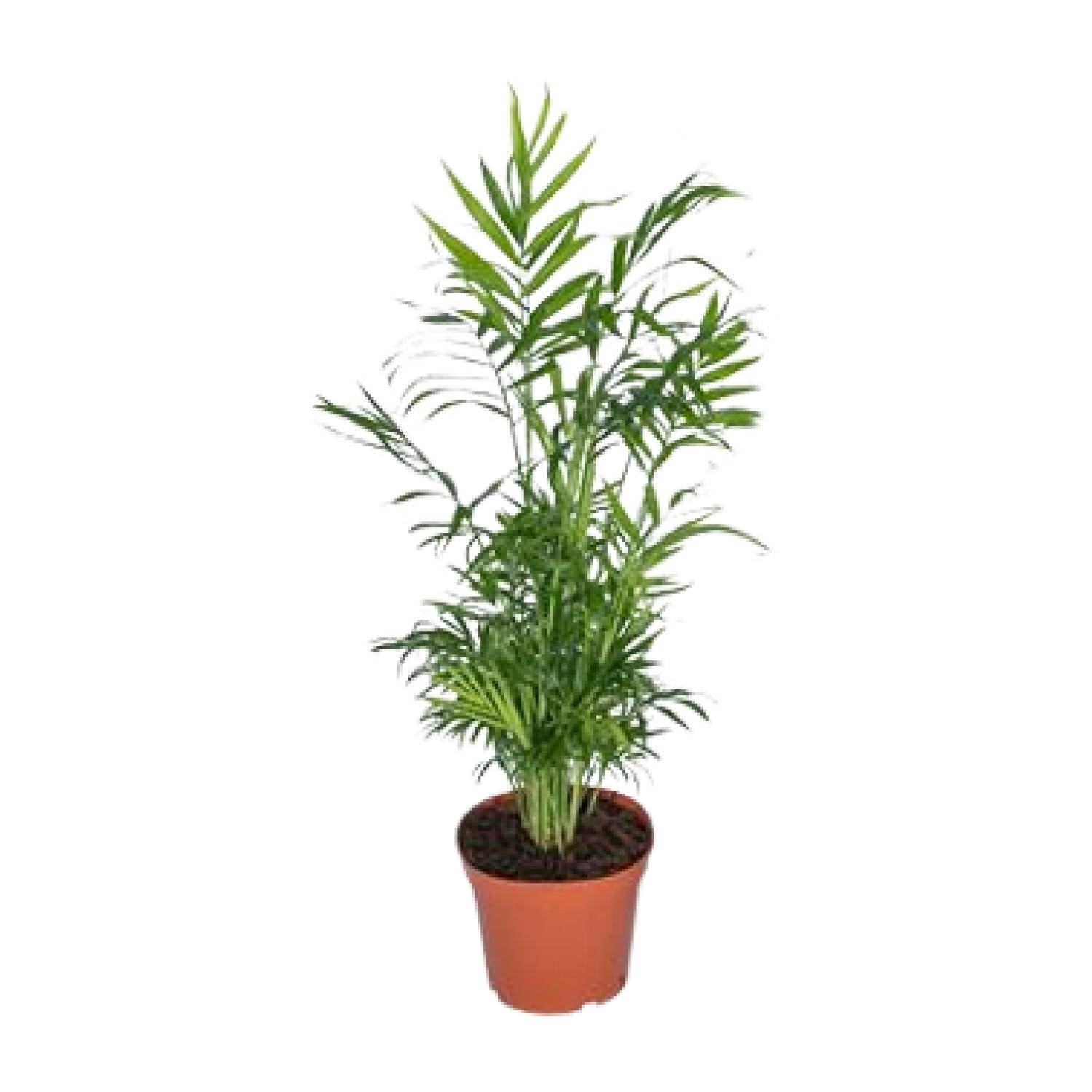 Chamaedorea Elegans - Palmier de montagne mexicain - Ø17cm - ↕55cm - Ø17cm - ↕55cm - Plantes d'intérieur - Image 1