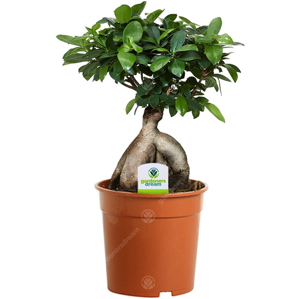 Gardenersdream - Ficus Ginseng – 1 Plante – Maison / Bureau Arbuste D’Intérieur En Pot 12 Cm - GardenersDream - Image 1
