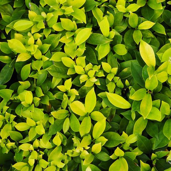 Gardenersdream - Ficus Ginseng – 1 Plante – Maison / Bureau Arbuste D’Intérieur En Pot 12 Cm - GardenersDream - Image 2