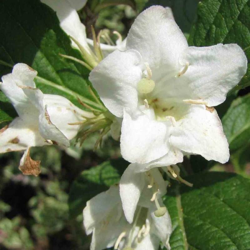 Weigela Snowflake, Weigelia à fleurs Blanche/ - feuillage Caduc - Pot de 4L - 40/60 cm - Image 1