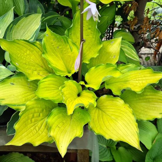Promesse de Fleurs - Hosta Django Pot de 1,5L/2L