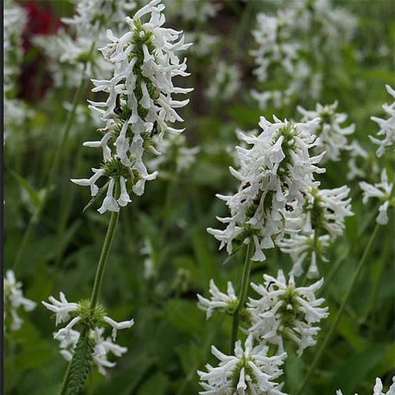 Stachys officinalis Alba - Bétoine officinale Godet de 8/9 cm