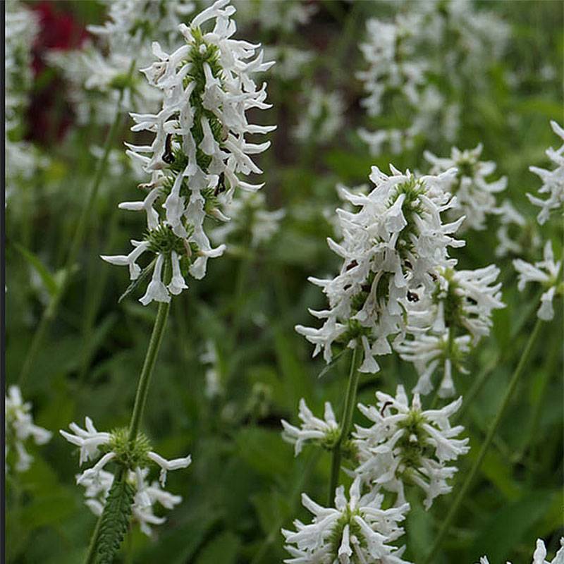 Stachys officinalis Alba - Bétoine officinale Godet de 8/9 cm