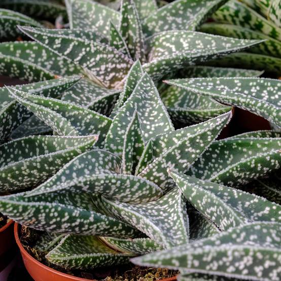 Gasteria D. Nella Mini-plante