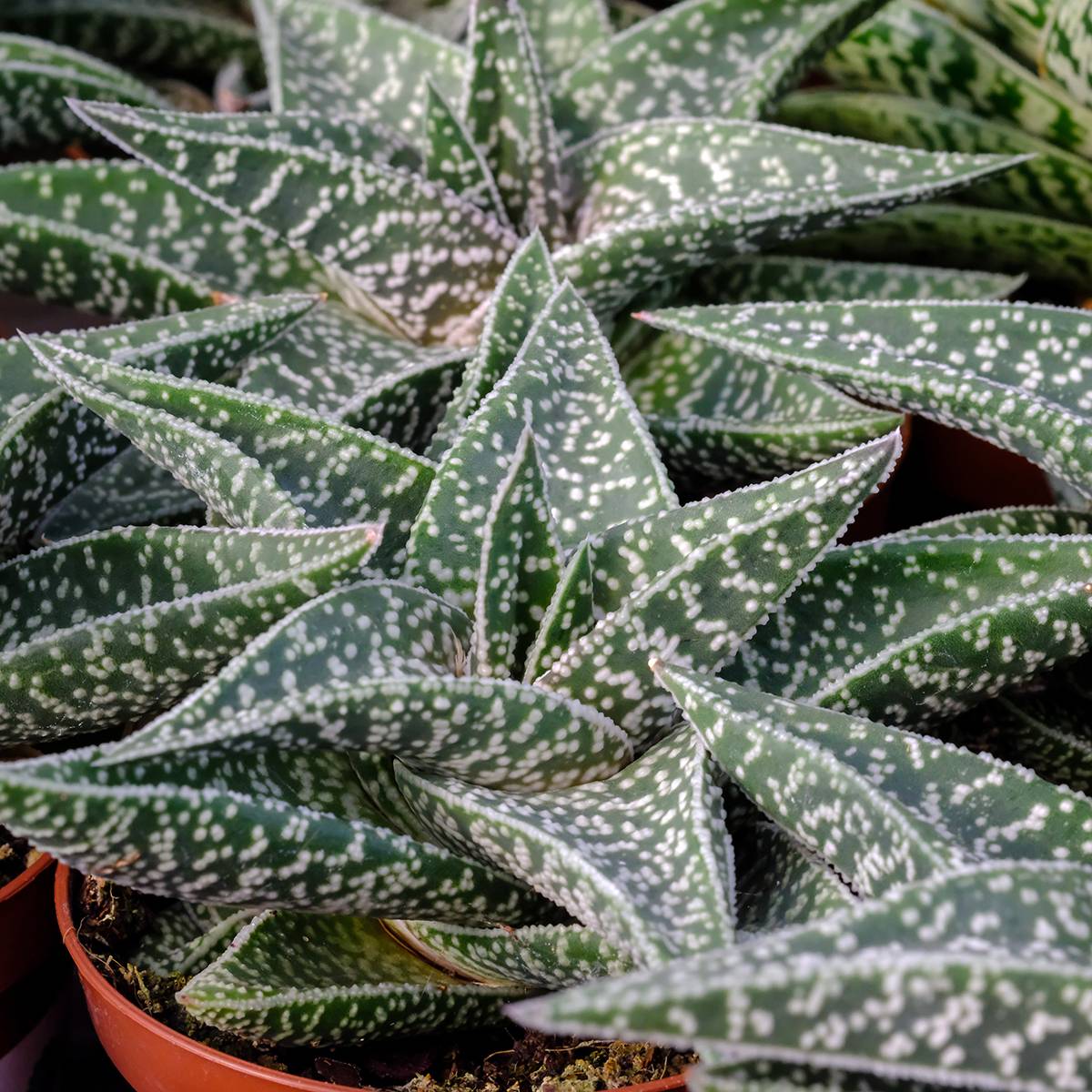 Gasteria D. Nella Mini-plante