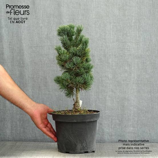 Pin cembro nain - Pinus cembra Compacta Glauca Pot de 4L/5L - Image 2