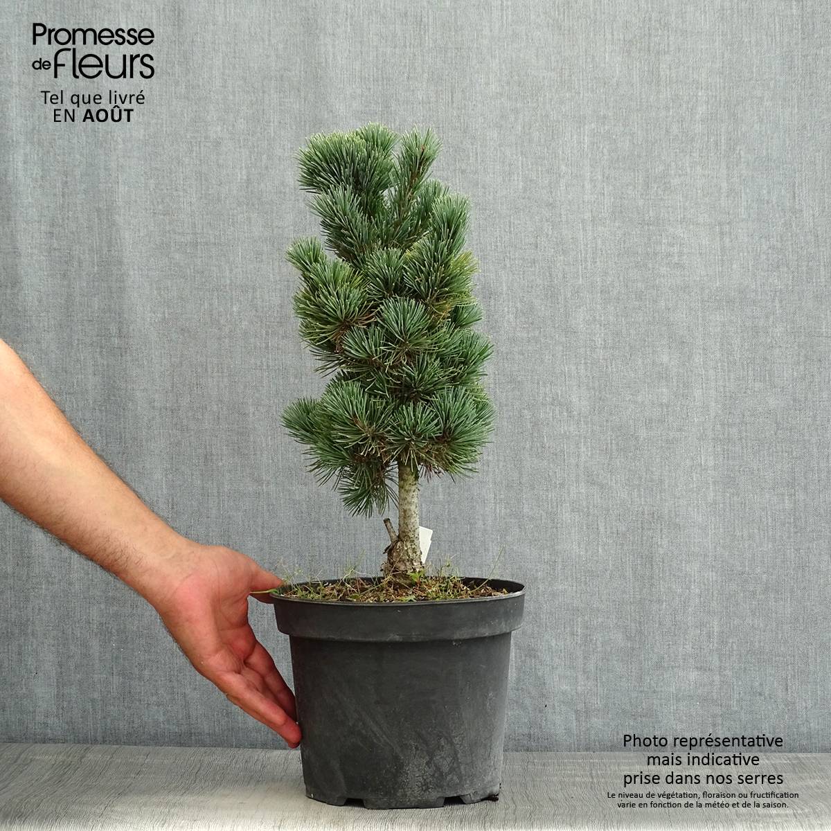 Pin cembro nain - Pinus cembra Compacta Glauca                   Pot de 4L/5L - Image 2