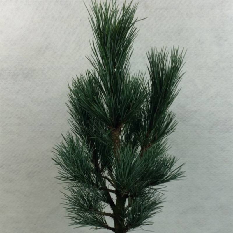 Pin cembro nain - Pinus cembra Compacta Glauca                   Pot de 4L/5L - Image 1