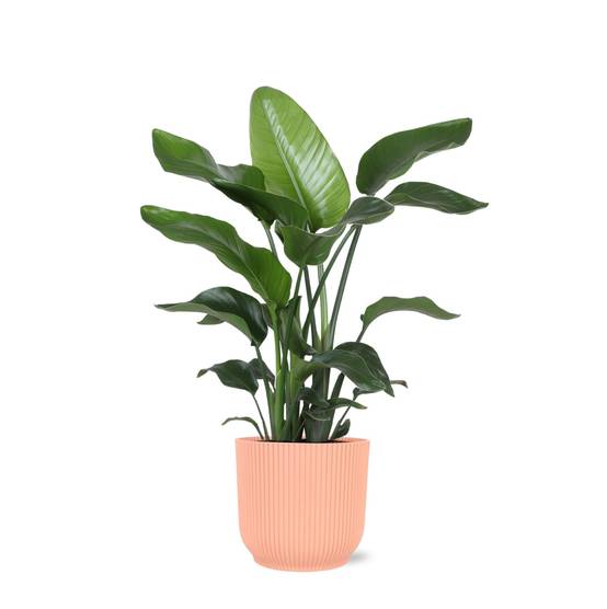Strelitzia Nicolai et son pot- La Green Touch Relief Rose - Hauteur 80cm